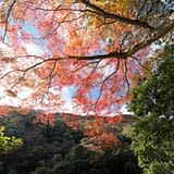 2017　秋　嵐山