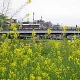 爽やかな京都の春